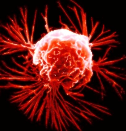 cancer cells dividing. cancer cells reveal their